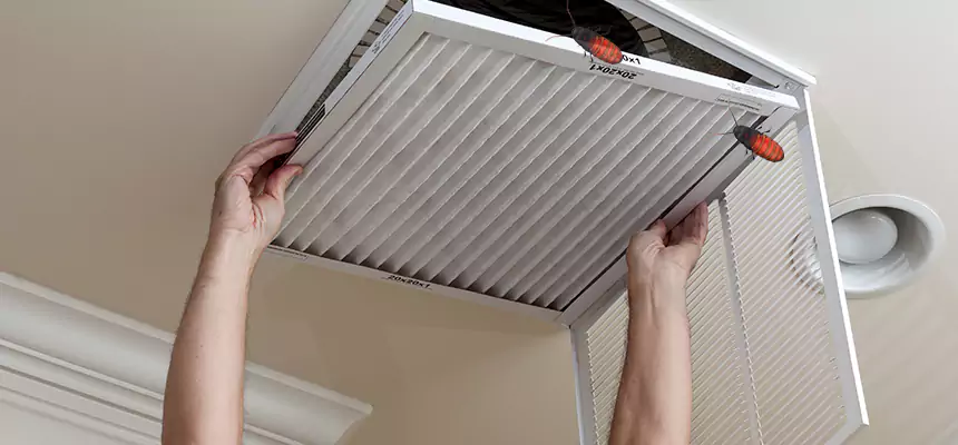 Our Insect Removal from Air Ducts Services in Spanaway, WA
